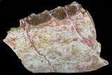 Oligocene Horse (Mesohippus) Jaw Section - South Dakota #73625-1